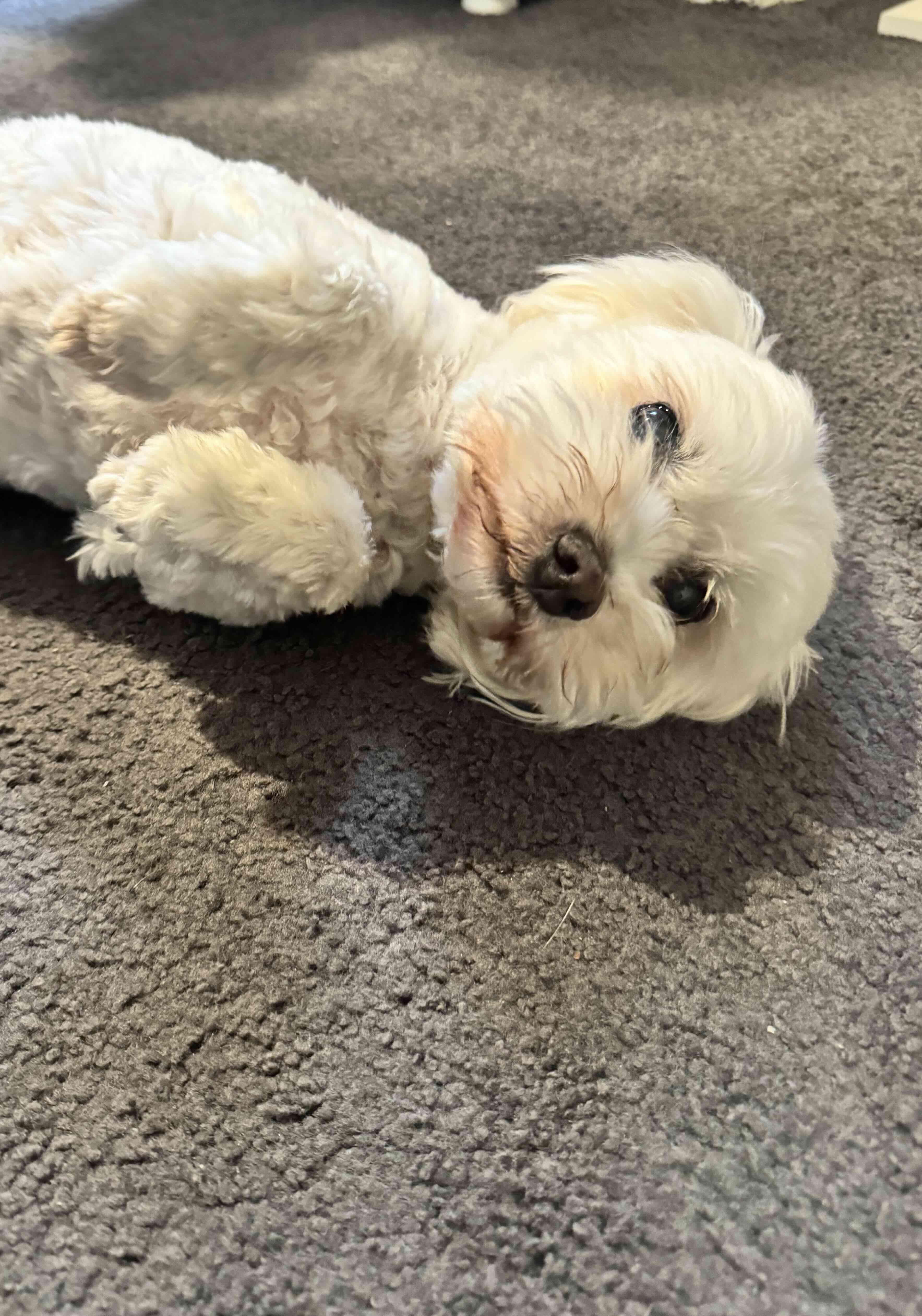 Rascal